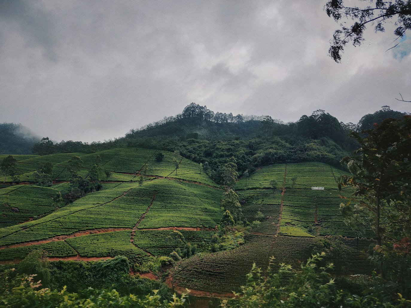 Plantações de chá verde exuberante em colinas onduladas sob um céu nublado, com árvores espalhadas por toda a paisagem, em Nuwara Eliya. Representa o que fazer no Sri Lanka.