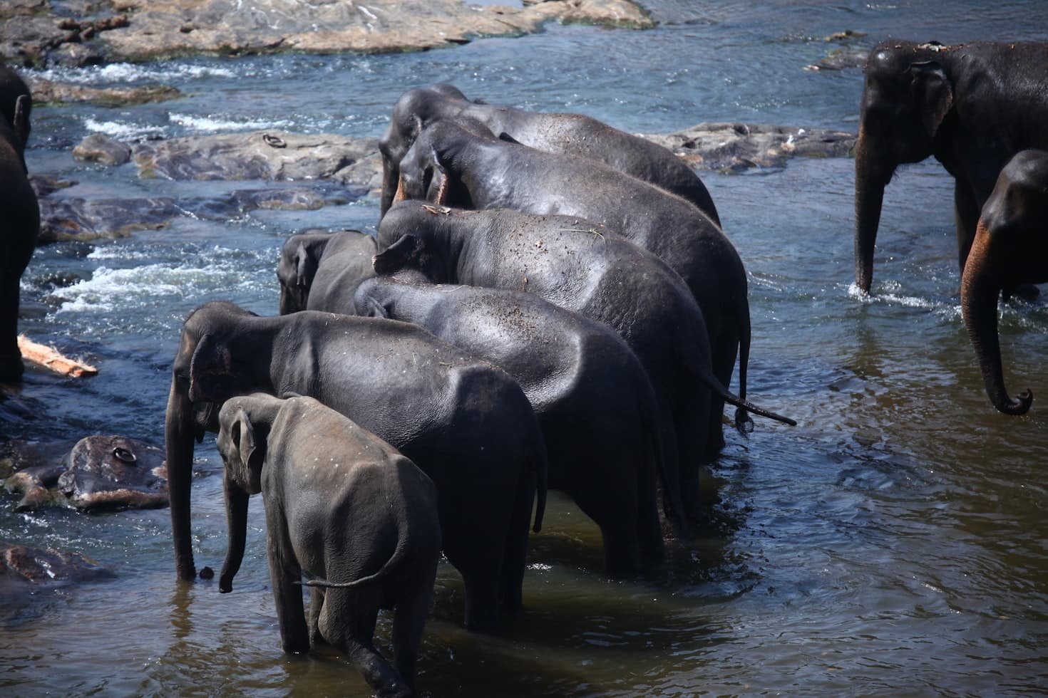 Um grupo de elefantes em pé em um rio, cercado por pedras e água, com um elefante parcialmente submerso, noOrfanato de Elefantes Pinnawala.