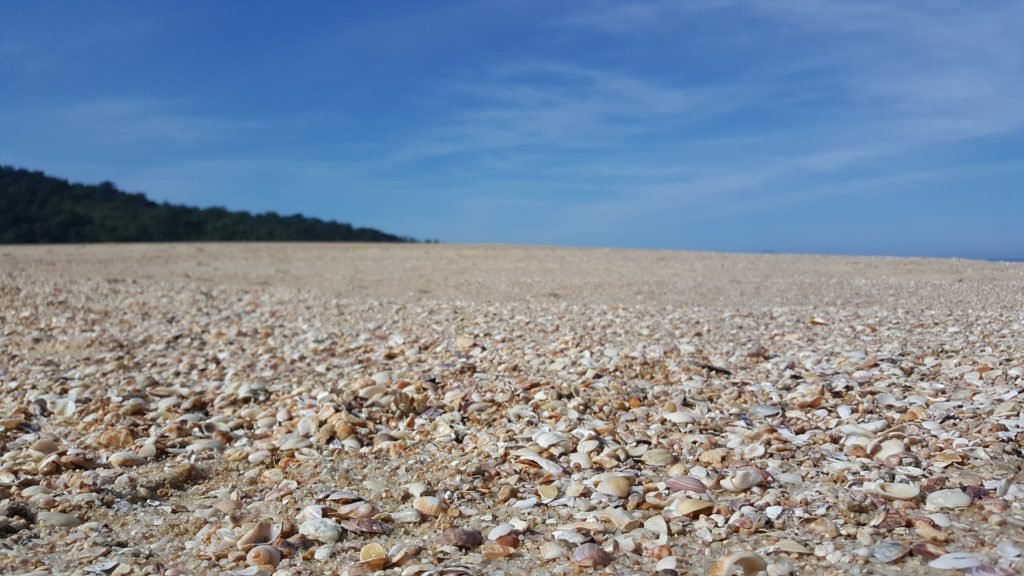 Vista de chão de areia repleto de conchinhas em praia de Ubatuba